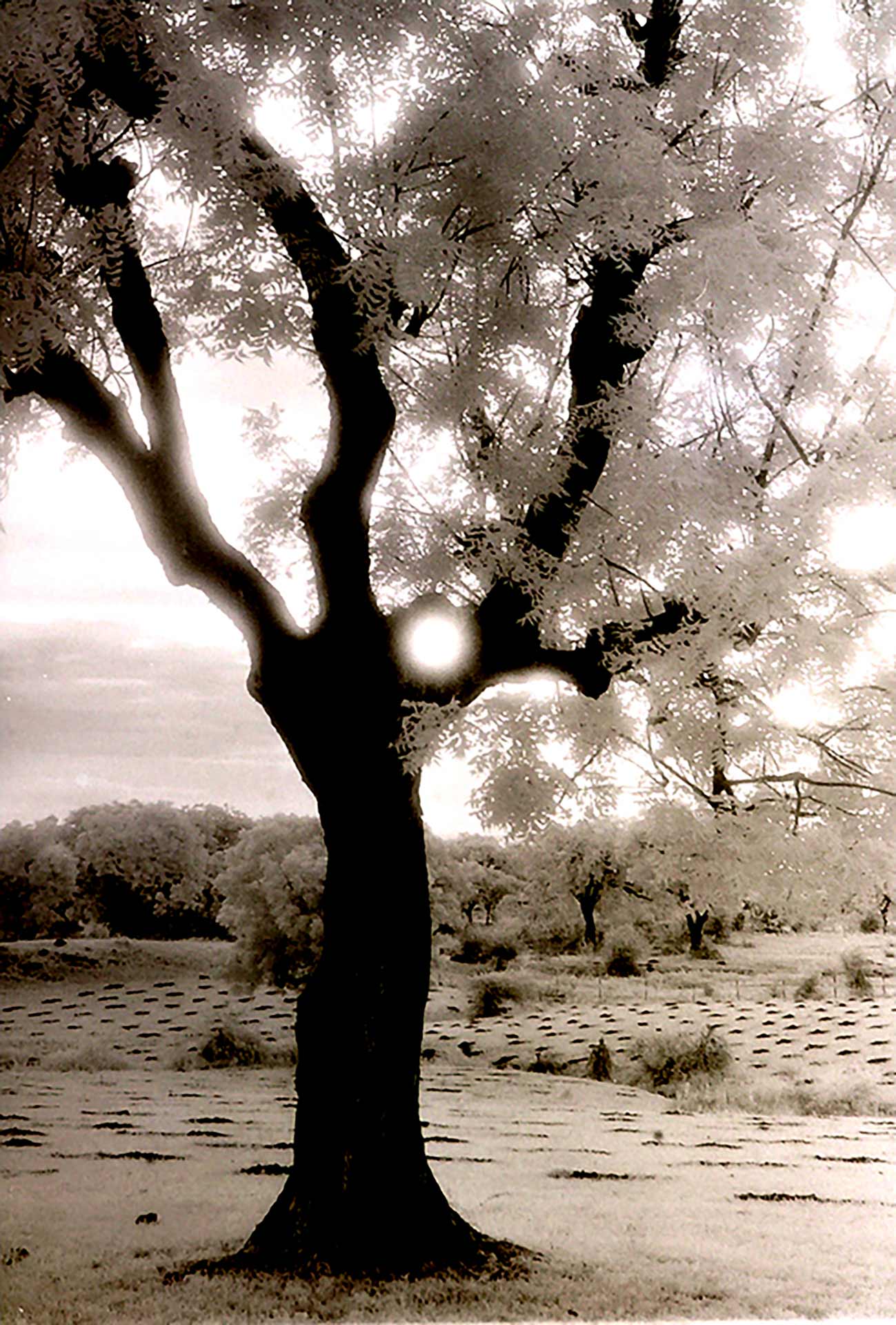 012-Tree near Mandawa,India 1990