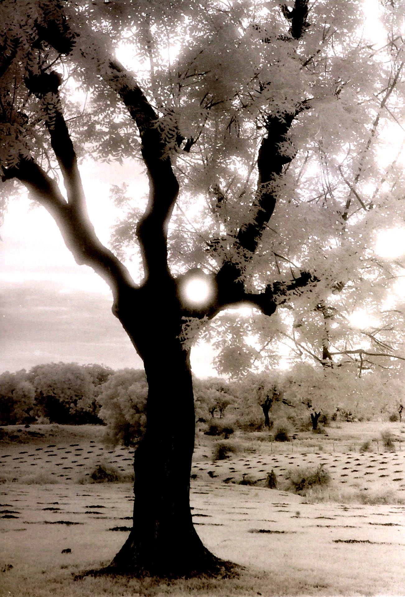 012-Tree-near-Mandawa,India