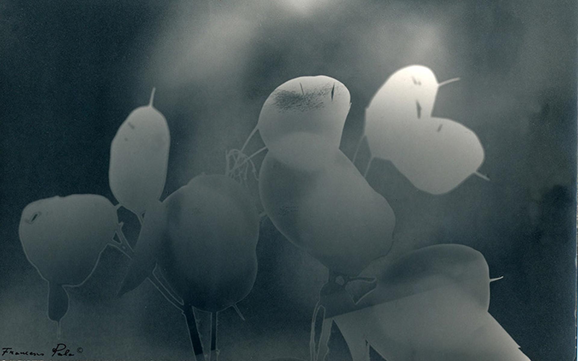 Les fleur de l' Île, 1988 copia