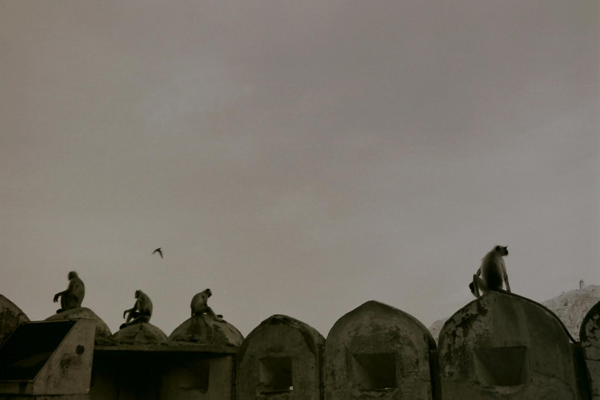 Monkies-Forte-di-Jodphur-