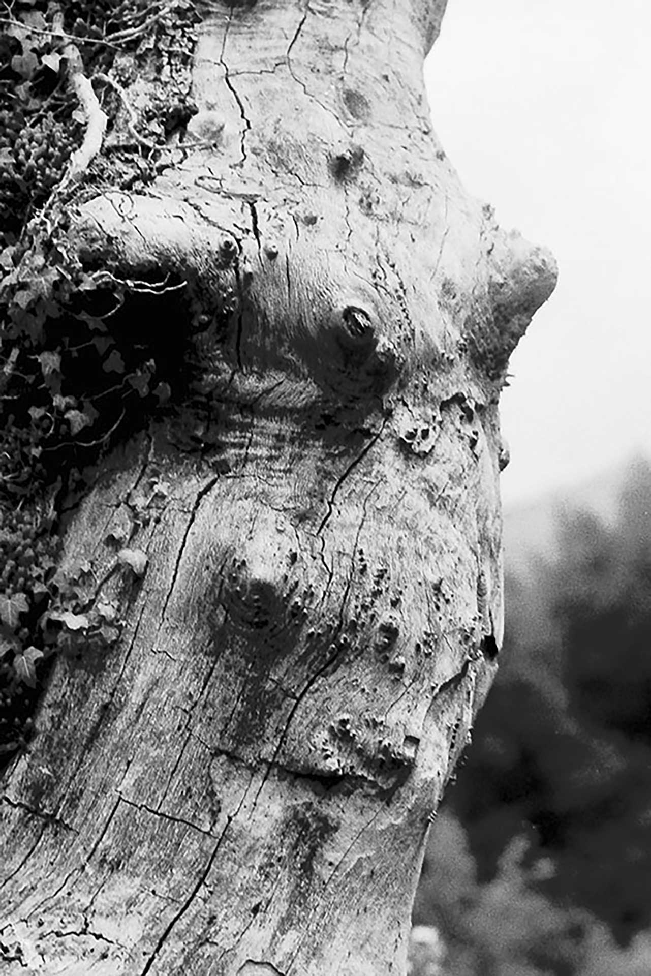 Natural equivalences, appennino tosco-Emiliano 1800 m.l.m. 2006